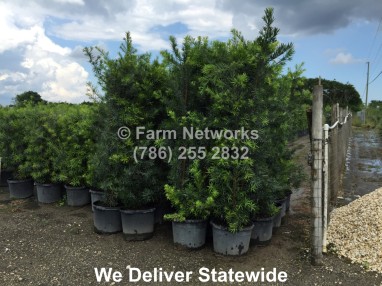 30-Gallon-Podocarpus-Nursery