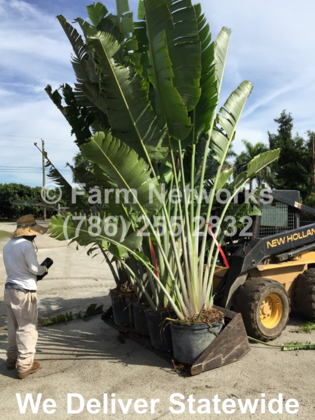 45 Gallon Traveler Palm