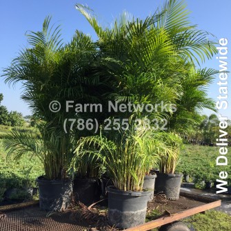 Areca Palm Nursery-Broward