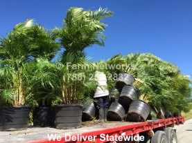 Areca Palm Nursery-Florida