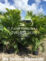 Areca Palm Nursery-Miami