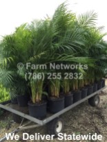 Areca Palm Nursery-Naples