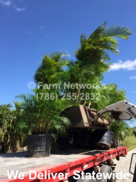 Areca-Palm-Tree-Naples,FL