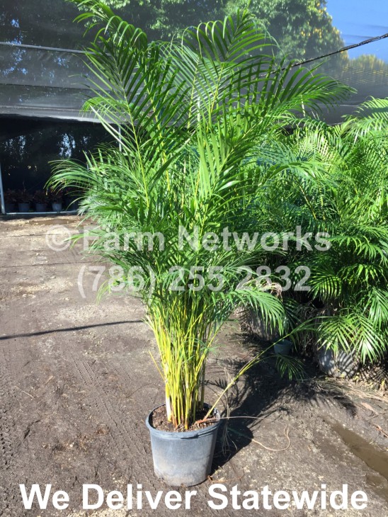 Areca-Palm-Tree-Stuart,FL