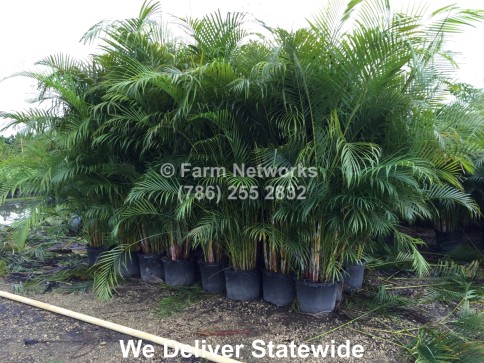 Areca Palm Trees-15-Gallon