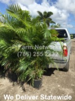 Areca Palm Trees-3-Gallon