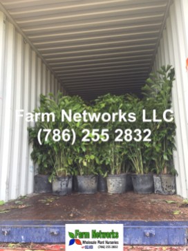 Bahamas Tropical Plant Exporters