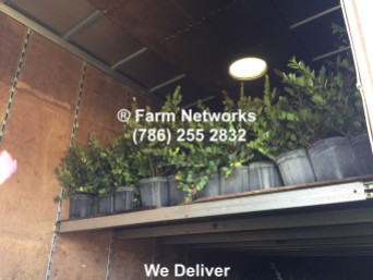 Broward Plant Exporters, Miami, Farm Networks, Clusia Plants