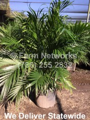 Cat-Palm-Trees-7 Gallon