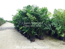 Fishtail Palm Trees for Sale