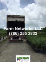 Florida foliage growers exporters