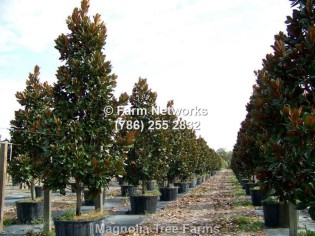 Florida Magnolia Trees-Nursery