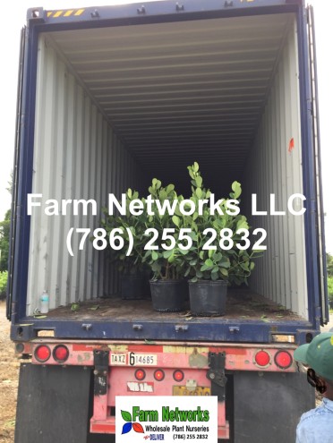 Florida Tropical Plants Exporters