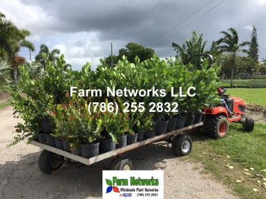 Plant Exporters in South Florida