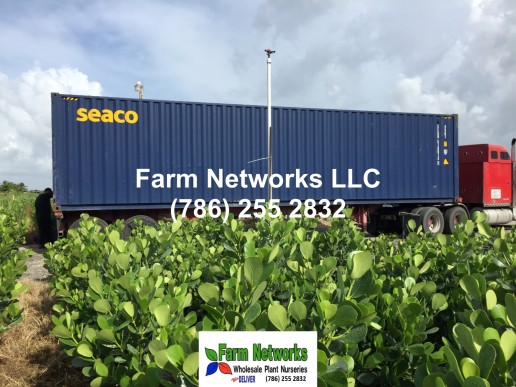 South Florida Premier Plants Exporters